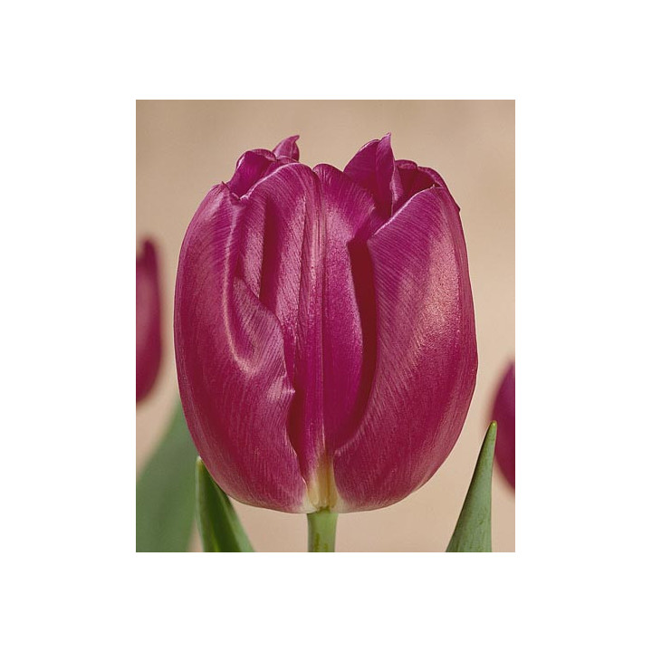 Purple Flag / Пурплэ Флаг