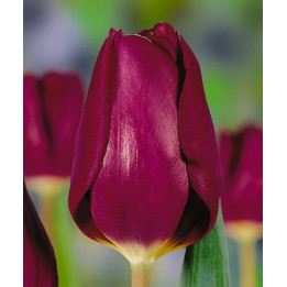 Purple Lady / Пурплэ Ладь