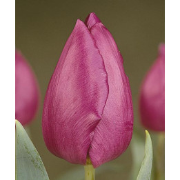 Purple Prince / Пурплэ Принцэ