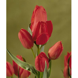 Red Bouquet / Рэд Боуqуэт