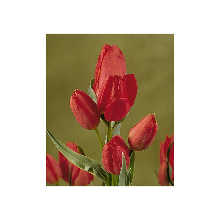 Red Bouquet / Рэд Боуqуэт