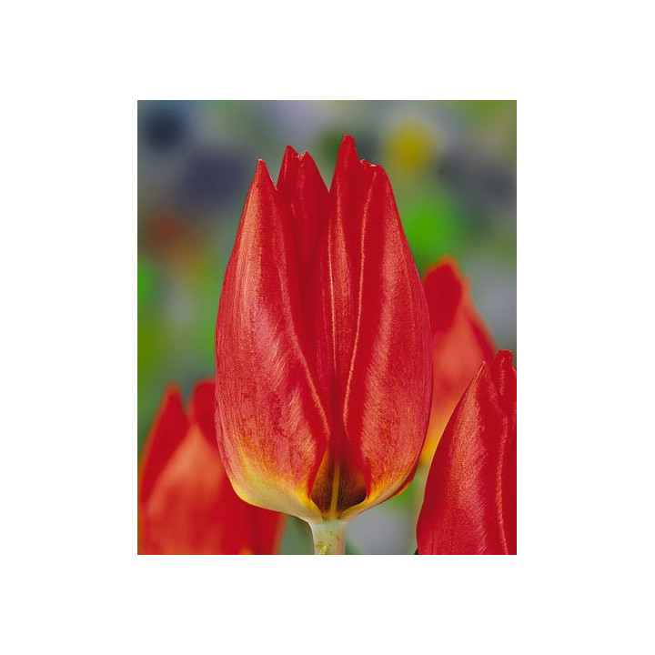 Red Flair / Рэд Флаир