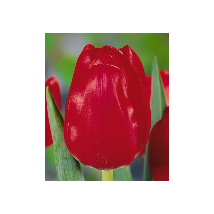 Red Power / Рэд Поwэр
