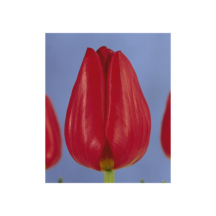 Red Present / Рэд Прэсэнт