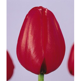 Red Present Variant / Рэд Прэсэнт Вариант