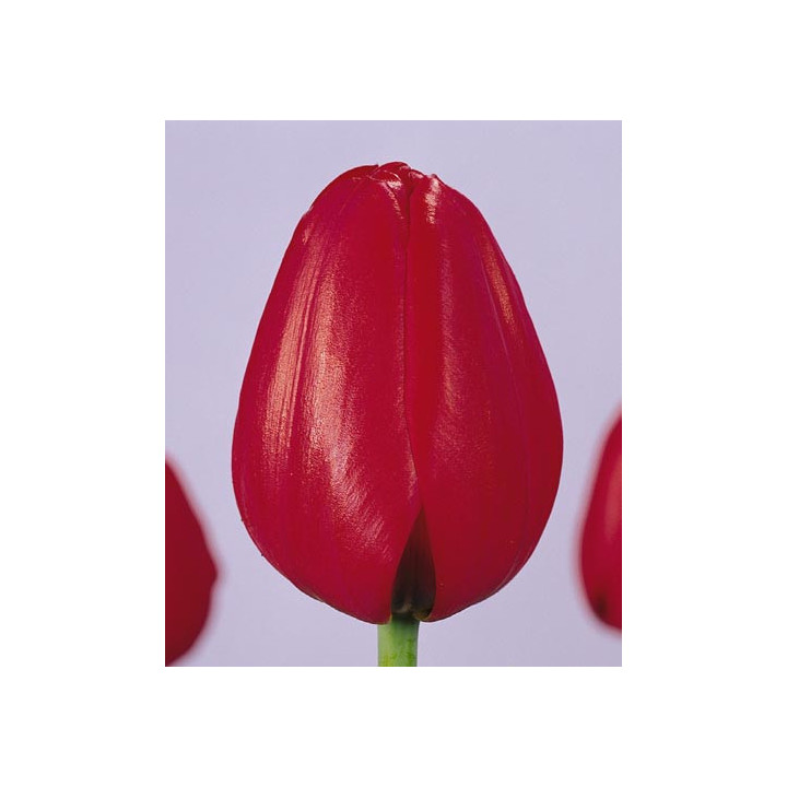 Red Present Variant / Рэд Прэсэнт Вариант