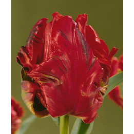 Red Sensation / Рэд Сэнсатион