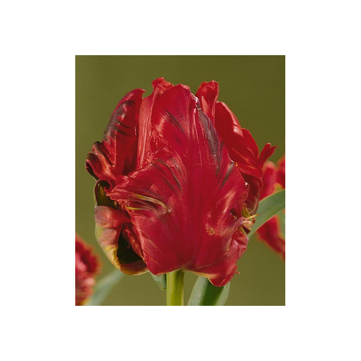 Red Sensation / Рэд Сэнсатион