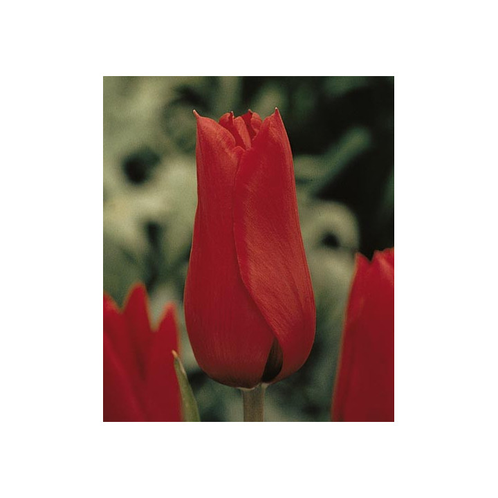 Red Shine / Рэд Шинэ