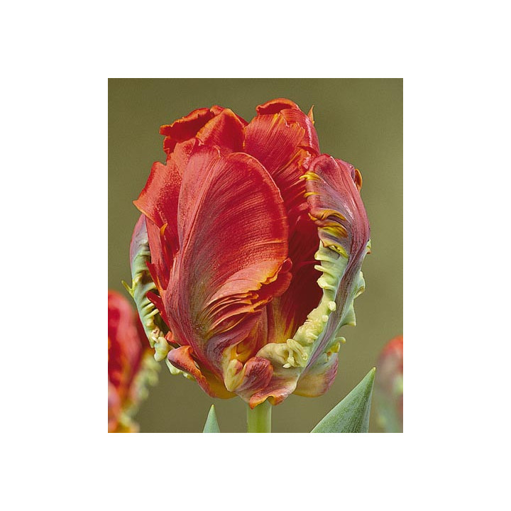 Rococo / Роцоцо