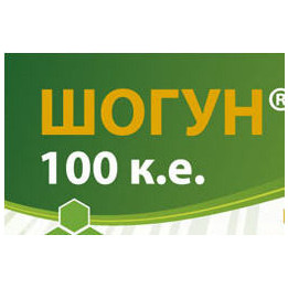 Шогун 100
