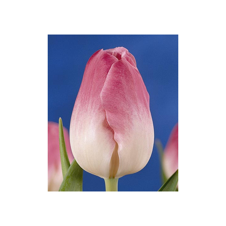 Rose Supreme / Росэ Супрэмэ