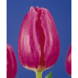 Rose Tendre / Росэ Тэндрэ
