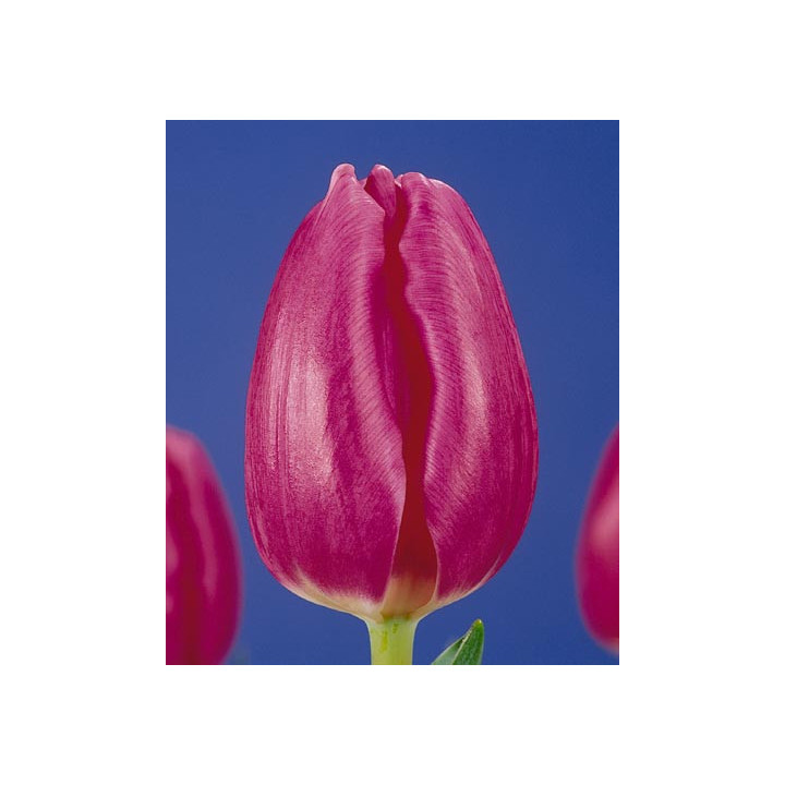Rose Tendre / Росэ Тэндрэ