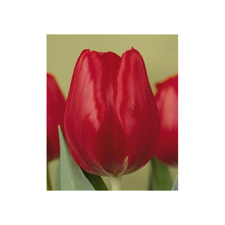 Ruby Red / Рубь Рэд