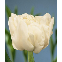 Schoonoord / Счооноорд