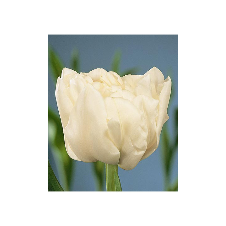 Schoonoord / Счооноорд