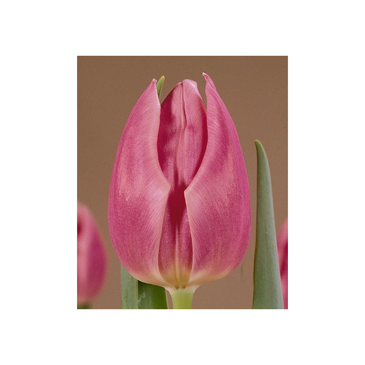 Secret Love / Сэцрэт Ловэ