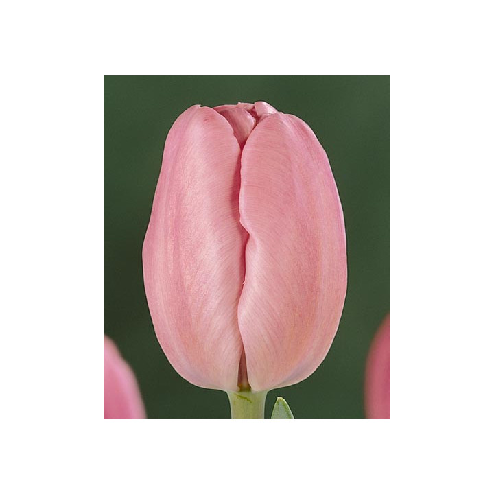 Sherwood Gardens / Шэрwоод Гардэнс