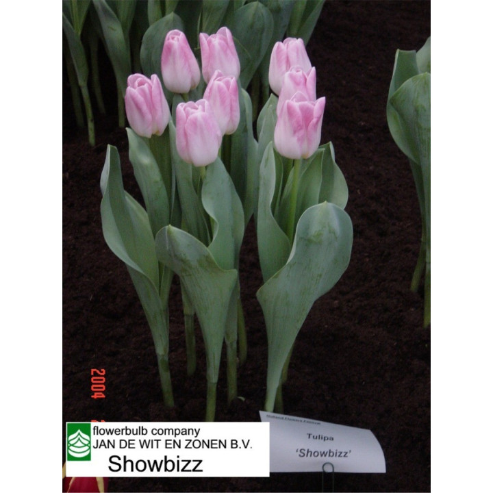 Showbizz / Шоwбизз