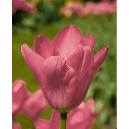 Solva / Солва
