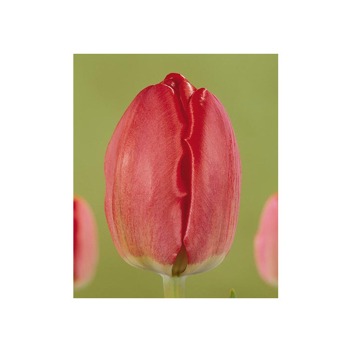 Spring Song / Спринг Сонг