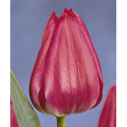 Sweet Rosy / Сwээт Рось