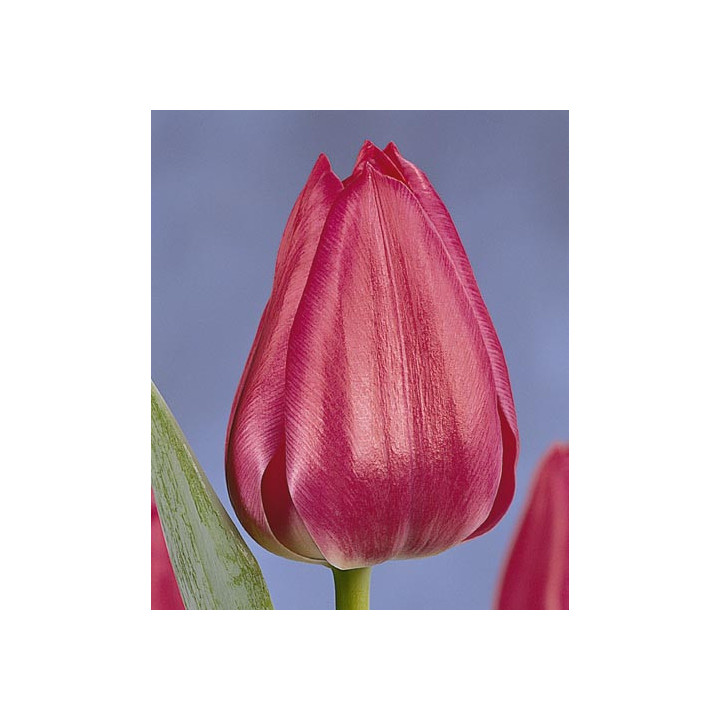 Sweet Rosy / Сwээт Рось