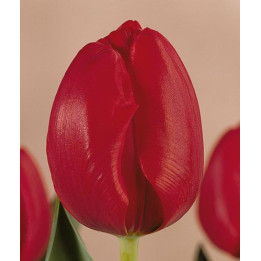 Sweetest Spring / Сwээтэст Спринг