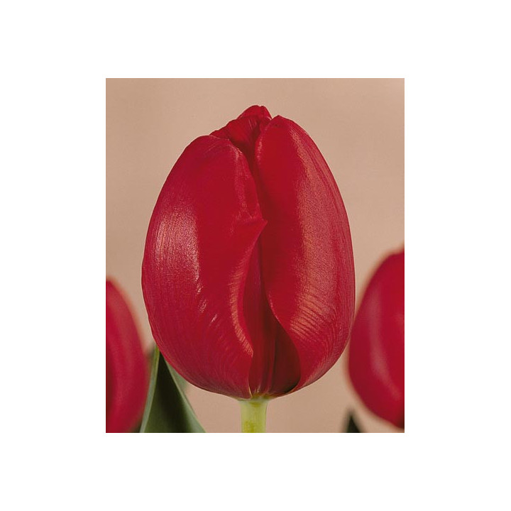 Sweetest Spring / Сwээтэст Спринг
