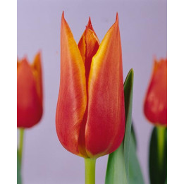 Synaeda Orange / Сьнаэда Орангэ