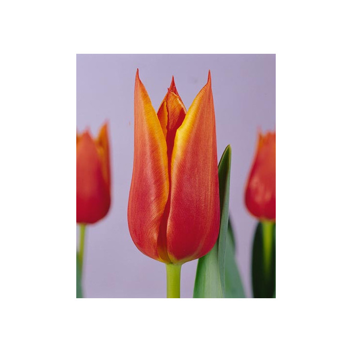 Synaeda Orange / Сьнаэда Орангэ