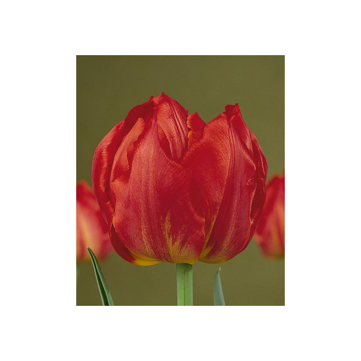 Viking / Викинг