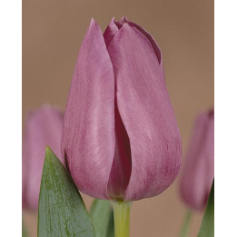 Violet Beauty / Виолэт Бэауть
