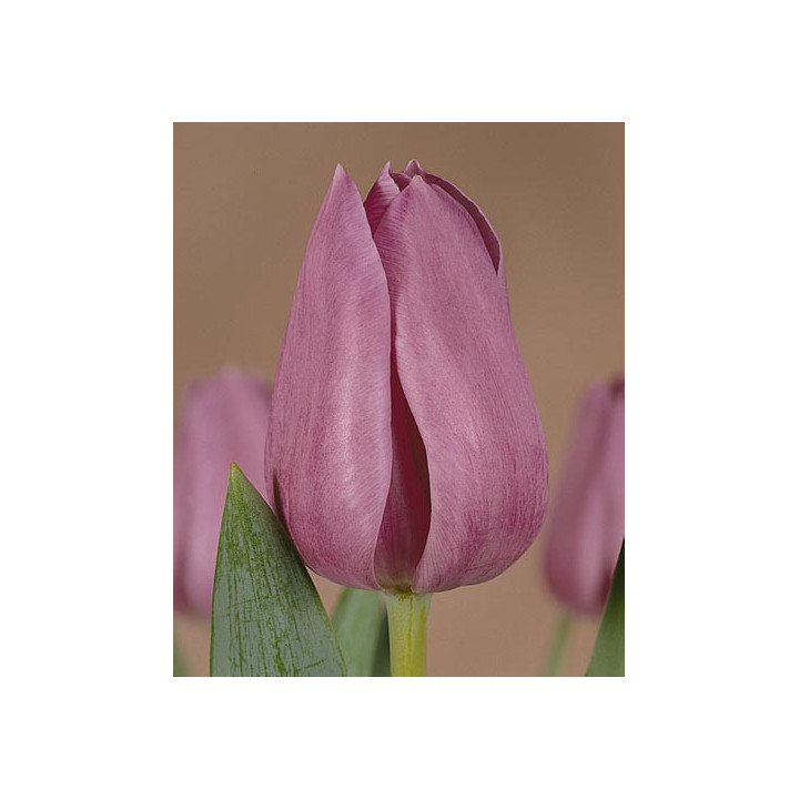 Violet Beauty / Виолэт Бэауть