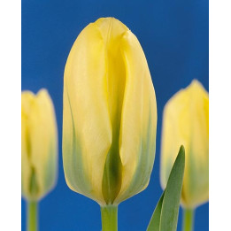Viridiflora / Виридифлора