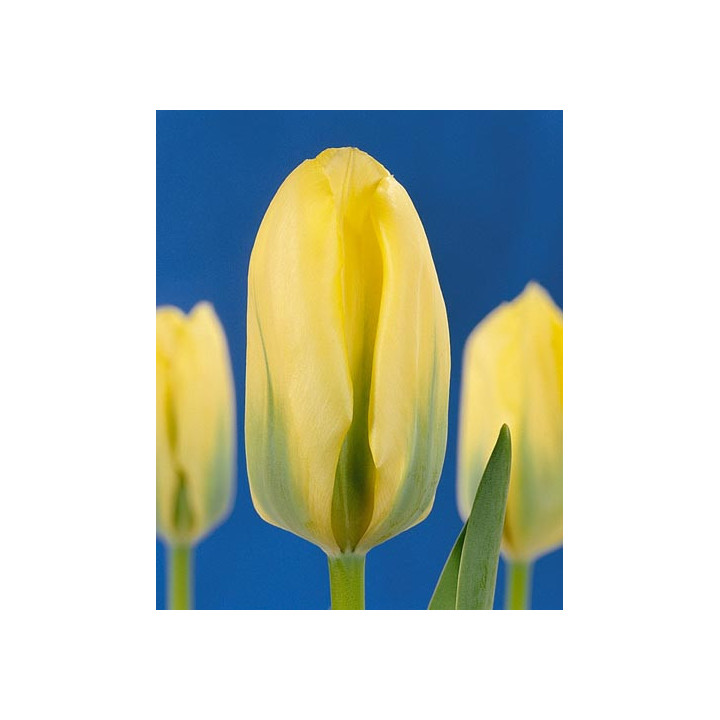 Viridiflora / Виридифлора