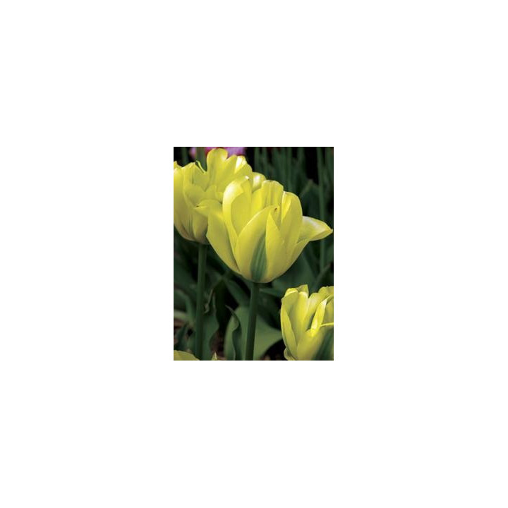 Virilemon / Вирилэмон