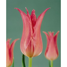 Virily Pink / Вириль Пинк