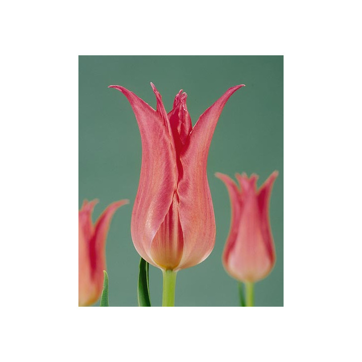 Virily Pink / Вириль Пинк
