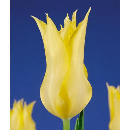 Virily Yellow / Вириль Ьэллоw