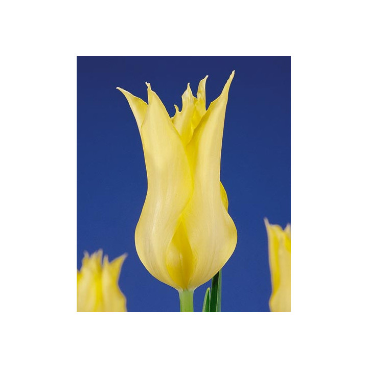Virily Yellow / Вириль Ьэллоw