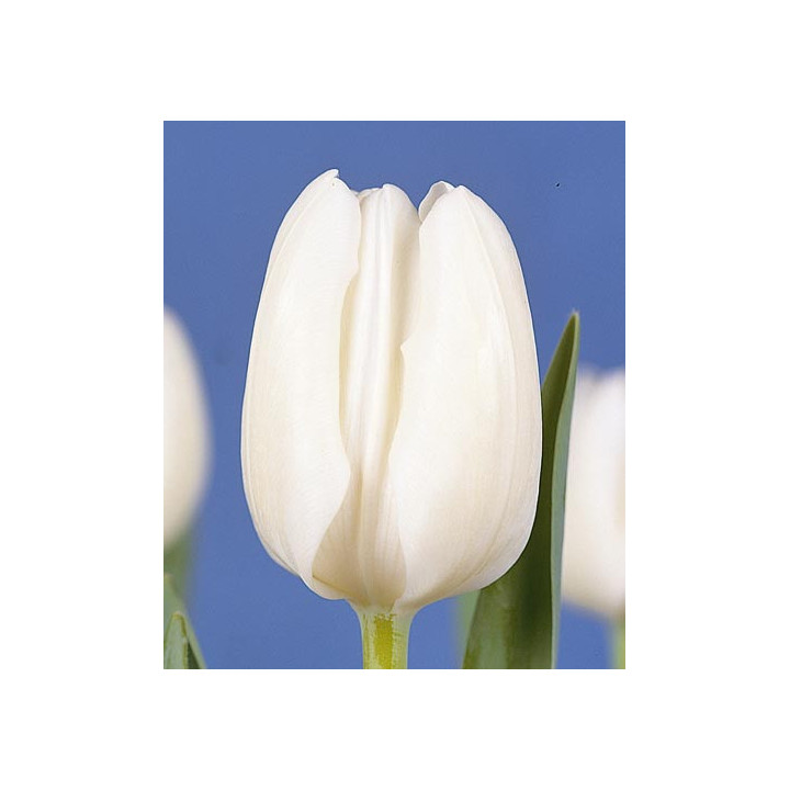 White Dream / Whитэ Дрэам