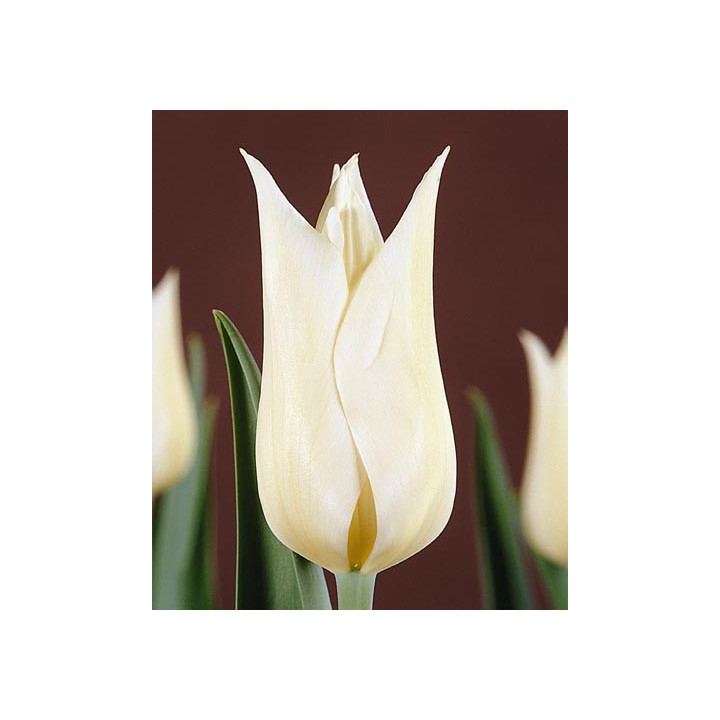 White Elegance / Whитэ Элэганцэ
