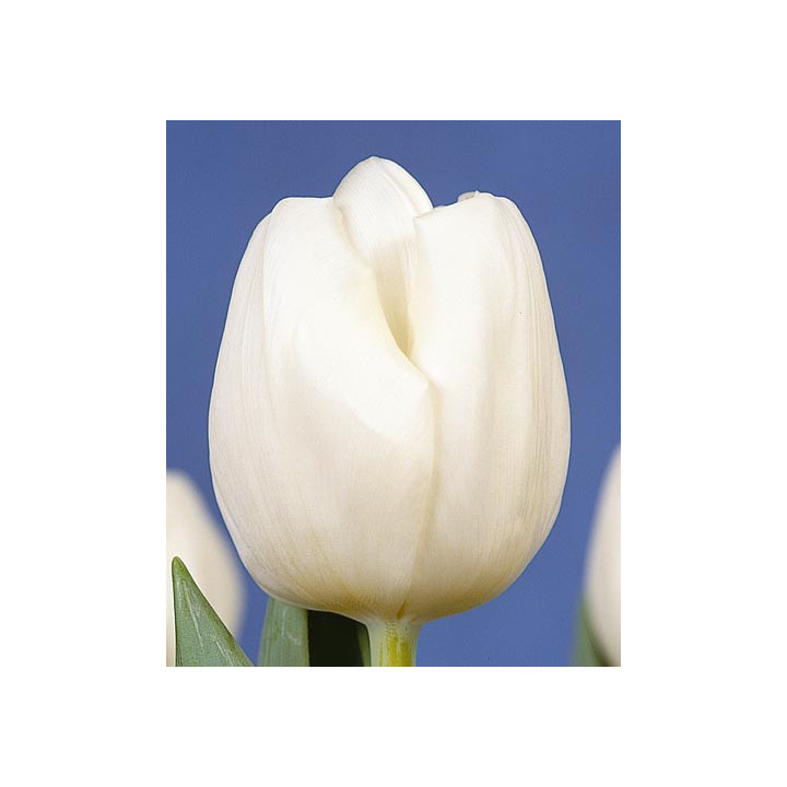 White Ideal / Whитэ Идэал