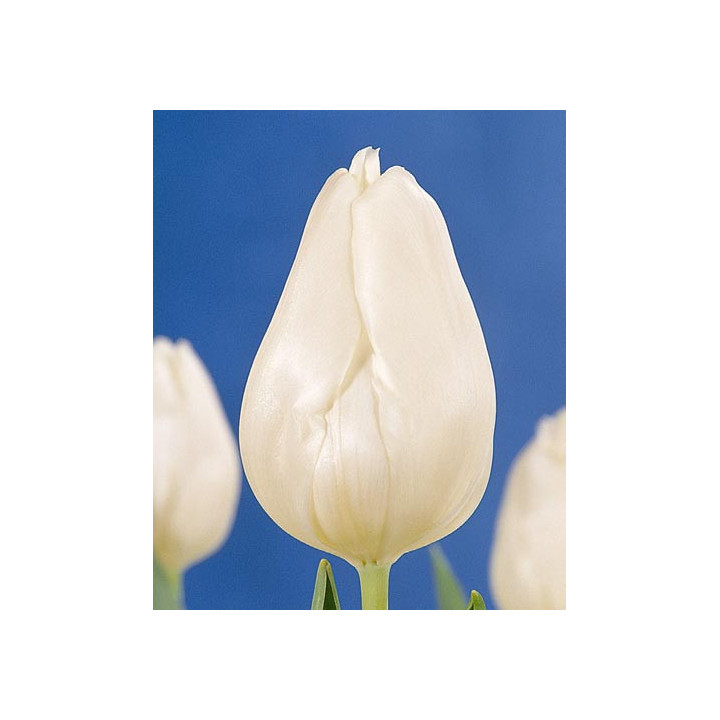 White Marvel / Whитэ Марвэл