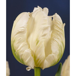 White Parrot / Whитэ Паррот