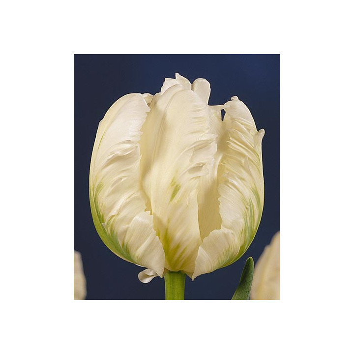 White Parrot / Whитэ Паррот