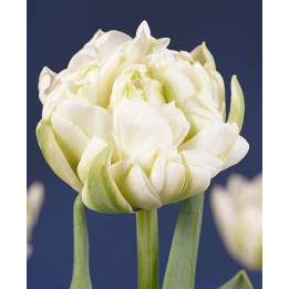 White Pearl / Whитэ Пэарл