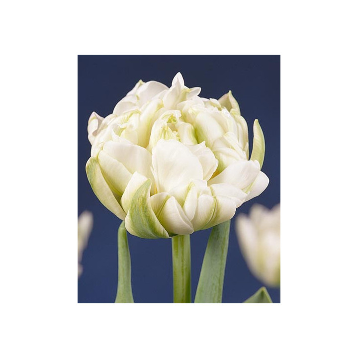 White Pearl / Whитэ Пэарл